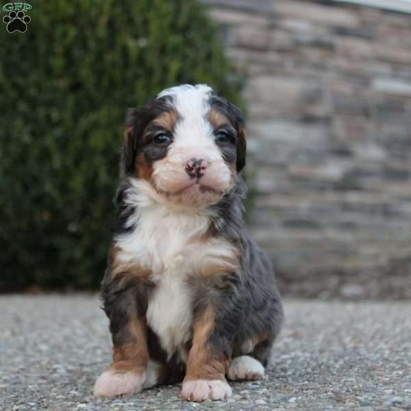 Reid, Mini Bernedoodle Puppy